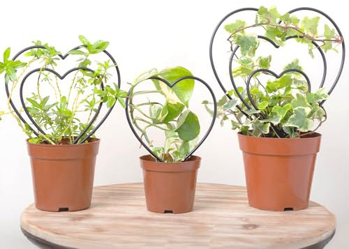 Rankgitter für Zimmerpflanzen, 3 Stück, für Zimmerpflanzen, Mini-Metallrahmen in Herzform, für Topf-Efeu, Hoya, Pothos, Topfpflanzenstütze für den Außenbereich