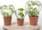 Rankgitter für Zimmerpflanzen, 3 Stück, für Zimmerpflanzen, Mini-Metallrahmen in Herzform, für Topf-Efeu, Hoya, Pothos, Topfpflanzenstütze für den Außenbereich