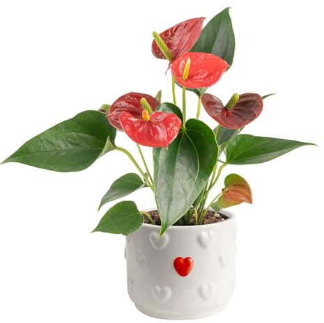 Costa Farms Anthurium, Live Indoor Plant, Easy Care, Home Decor