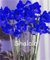 Neue 200 PC Amaryllis Lily Hippeastrum Blumensamen für schöne gardeningdark blau