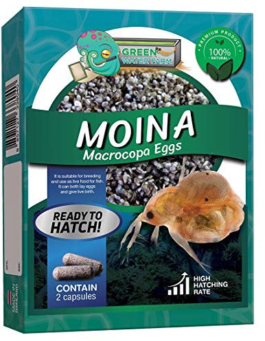 Greenwaterfarm [Moina Macrocopa Eggs] Moina Macrocopa Eier (Wasserfloh); Lebendes Fischfutter zum Schlüpfen, geeignet zum Füttern für Kampffische