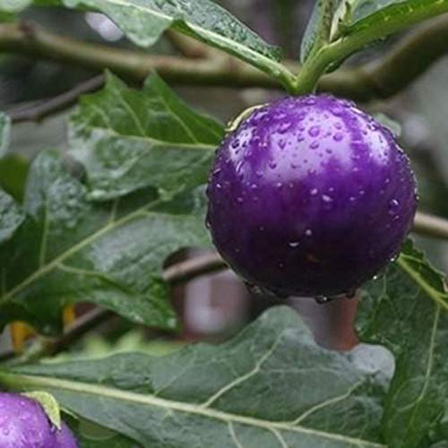 Benoon Lila Tomatensamen, 20 Stück/Beutel Gemüsesamen Lila Süße Lila Tomatensamen Für Die Farm Lila Tomatensamen