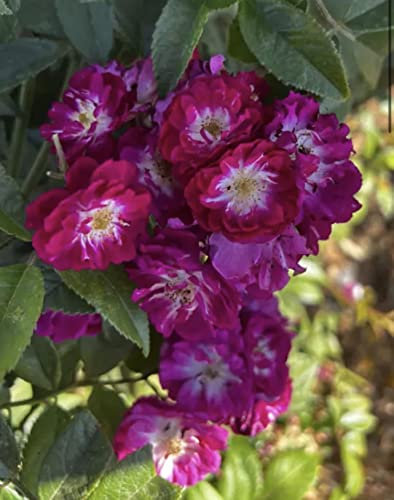 'Perennial Blue' Climbing Rose - Clusters of Scented Magenta Blooms - Potted 4L