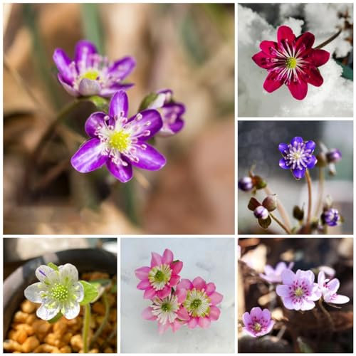 100 pcs leberblümchen samen kaufen - Hepatica nobilis - blumen pflanzen, ostergeschenke leberblümchen pflanze pflanzen samen indoor, pflanzen winterhart gartensamen, kübelpflanzen