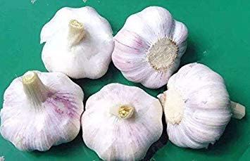 100 semi/sacchetto Semi di aglio gigante multi-petali rari deliziosi semi di verdure biologique condimento giardino domestico fai da te piantare 5