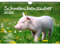 Schweinchenzauber DIN A4 Kalender für 2026 Schweine Schweinchen - Seelenzauber