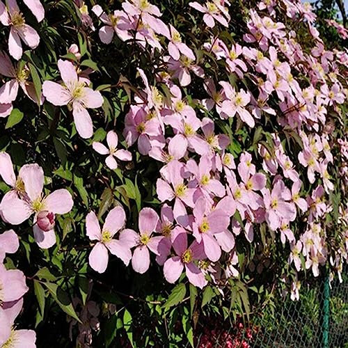 50 PCS Clematis Samen ästhetische DIY mehrfarbige Rebe Blumenkönigin Samen Blume Obstbaum Gemüsesamen Rosa