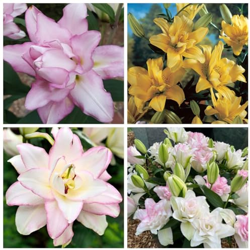 Im Frühling gepflanzte Lilien – rosa, gelbe und weiße Blüten – sind ideal für den Sommergarten – pflegeleichte, winterharte Staudenlilien mit hohem Zierwert-4 Lily-F