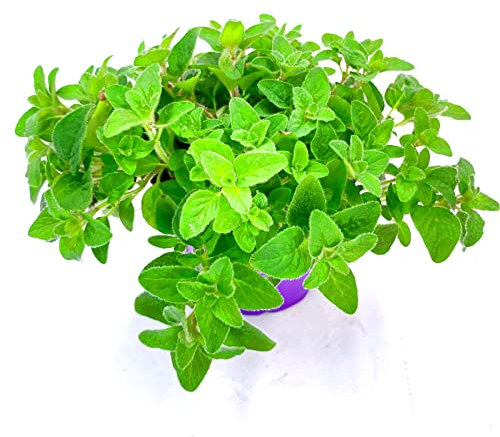 Oregano Pflanze Origanum vulgare Kräuter Pflanze 2stk.