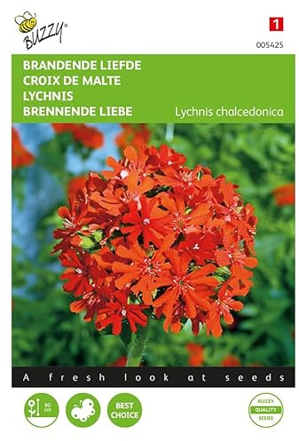 Buzzy Seeds 005425 Amour brûlant (graines de girofle)