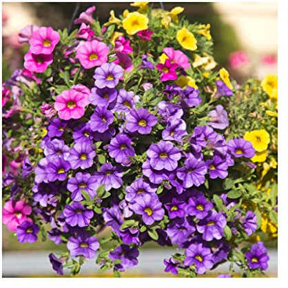 10 x Mixed Surfinia Collection - 10 x Plug Plants - Stunning Surfinias for Baskets, Garden Ready. Easy to Grow Perfect for Hanging Baskets. Vibrant Colours for Summer. Glam up yor Garden