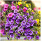 10 x Mixed Surfinia Collection - 10 x Plug Plants - Stunning Surfinias for Baskets, Garden Ready. Easy to Grow Perfect for Hanging Baskets. Vibrant Colours for Summer. Glam up yor Garden