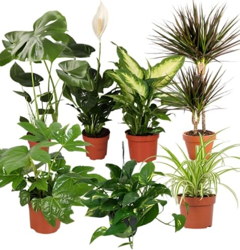 Pflanze Plus Pflanzen-Set | 7er-Set Luftreiniger | Monstera, Spathiphyllum, Drachenbaum, Dieffenbachia, Grünlilie, Fatsia, Efeutute | Ø 40–70 cm | Qualität vom Profi