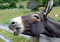 HANSEPUZZLE 28051 - Esel Puzzle 130 Teile | Tierwelt Puzzle mit hochwertiger Puzzle Aufbewahrung: Kartonbox und wiederverschließbarem Beutel | Puzzle-Maße: 28,7 x 20 cm