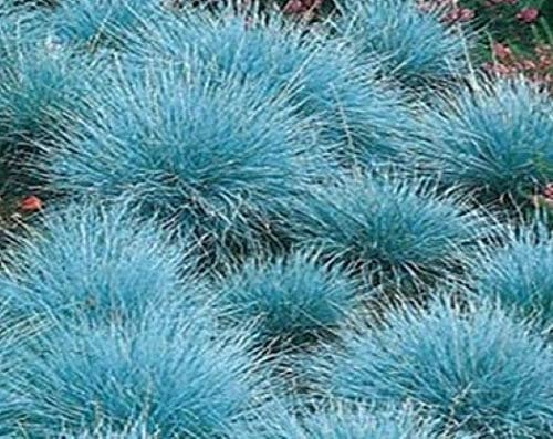 Festuca glauca 3 Stück Blauschwingel winterharte Staude T9x9 Gräser