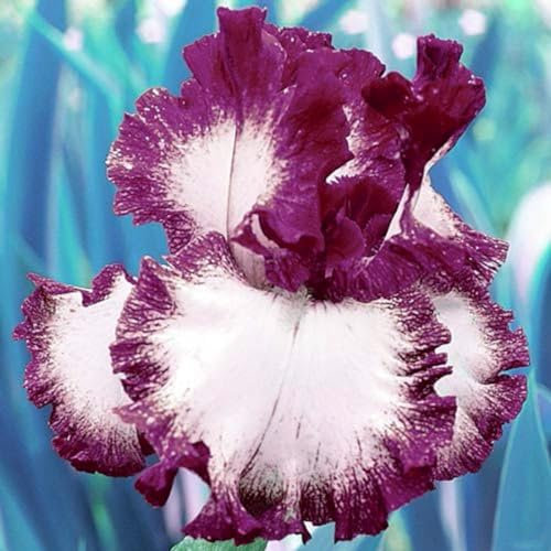 Iris Zwiebeln-Winterhart MehrjäHrig,Iris Knollen Mix,Iris Blumenzwiebeln,Iris Pflanze,Schwertlilien Winterhart Knoll,Iris Blumen,Bonsai Pflanze,Gartenblumen-4zwiebeln-d
