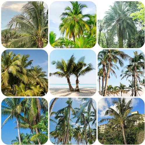 Semillas de palma de coco - árboles perennes plantas interior purificadoras aire plantas jardín árbol semillas frutos columnares -Serie Raras- verdes en macetas palmera cocotera jardín 30pcs