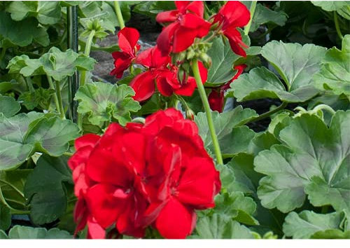 Pelargonie Calliope® 'Dark Red', Geranie - im Topf 13 cm, in Gärtnerqualität von Blumen Eber - 6 Töpfe a 13 cm