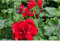 Pelargonie Calliope® 'Dark Red', Geranie - im Topf 13 cm, in Gärtnerqualität von Blumen Eber - 6 Töpfe a 13 cm