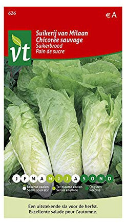 Semillas de achicoria silvestre Elmo - Sugar Loaf