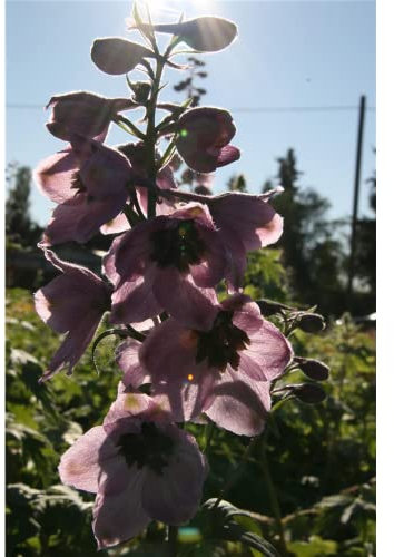 Delphinium Pacific 'Astolat' - Pacific-Garten-Rittersporn 'Astolat' - 11cm Topf