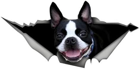 Autoaufkleber Boston Terrier Aufkleber 15cm(5.9 Inch) Boston Terrier Reflektierende Aufkleber Boston Terrier Personalisieren 3D Zerrissen Autoaufkleber Laptop, Kühlschrank, Autoscheiben Lustig Dekor
