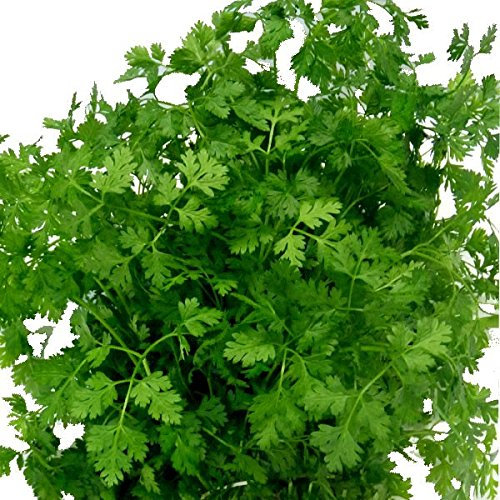 Lot de 100 Graines Cerfeuil Cultivé et Frisé Aromatique