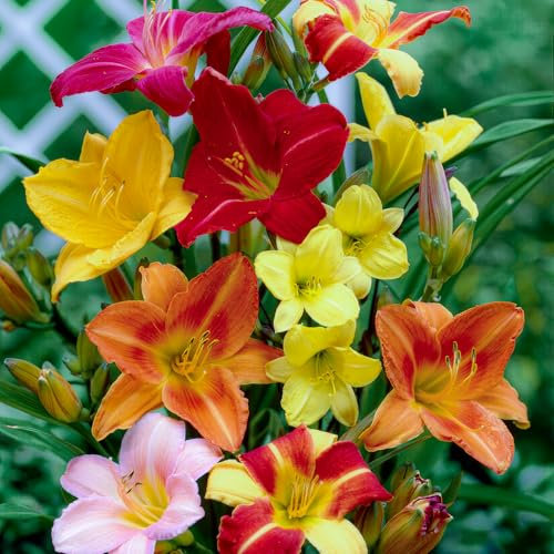 Taglilien Züchter Kollektion (5 Pflanzen), Mehrjährig mischung von 5 Hemerocallis Sorten/Farben, große Winterharte Stauden aus Holland, Hybriden für Beete und Rabatten (kein Samen, Zwiebeln)