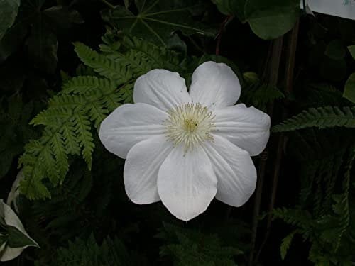 Clematis Hybride 'Madame Le Coultre' 100-150 cm - Waldrebe, weiße Blüten, Blütezeit Mai-September, ideal für Rankgerüste, pflegeleicht und winterhart