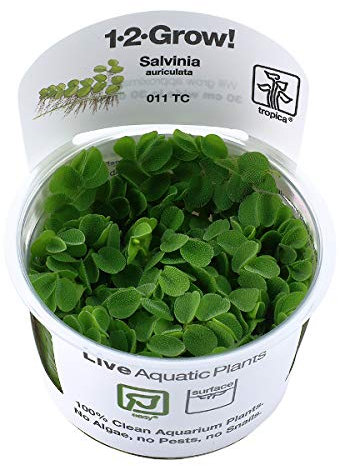Tropica In Vitro 1-2-grow! Live Aquarium Plants (Salvinia auriculata)