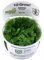 Tropica In Vitro 1-2-grow! Live Aquarium Plants (Salvinia auriculata)