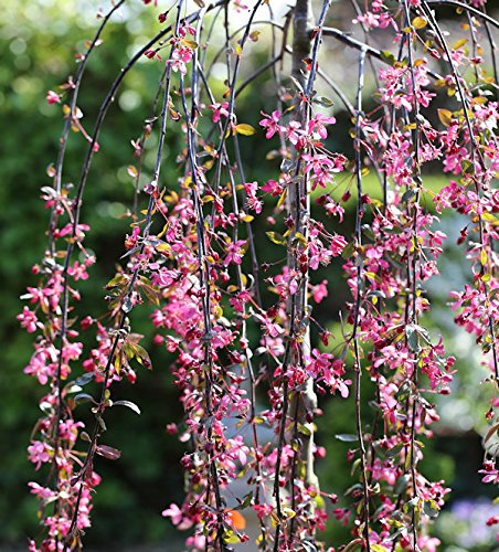 Hochstamm Zierapfel Royal Beauty 80-100cm - Malus Hybride