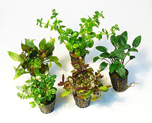 Zoomeister - 5 Verschiedene Töpfe Aquarienpflanzen für 60l Aquarium