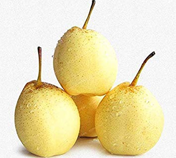 . 20 Pcs Pear Mini Pear Tree Super Sweet Fruit Quality Potted Plants for Home Garden DIY: 5