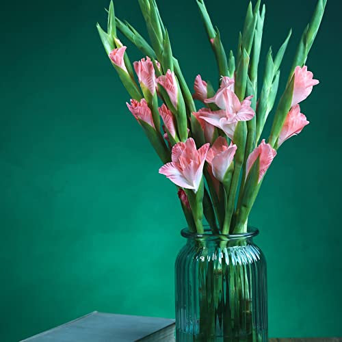 Gladiolenzwiebeln MehrjäHrig Winterhart Gartendeko FüR DraußEn Blumenzwiebeln Winterharte Pflanzen FüR Garten Zwiebeln Frisch Exotische Pflanzen KüBelpflanzen Gladiolen Zwiebeln 3 Rosa Zwiebel