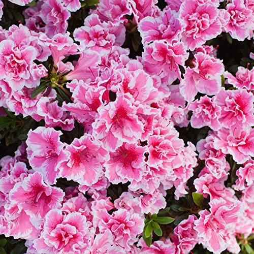 rhododendron pflanze samen - japanische azalee winterhart - blumenwiese samen flower pflanzen deko dekopflanzen balkon deko seed 600 Stück