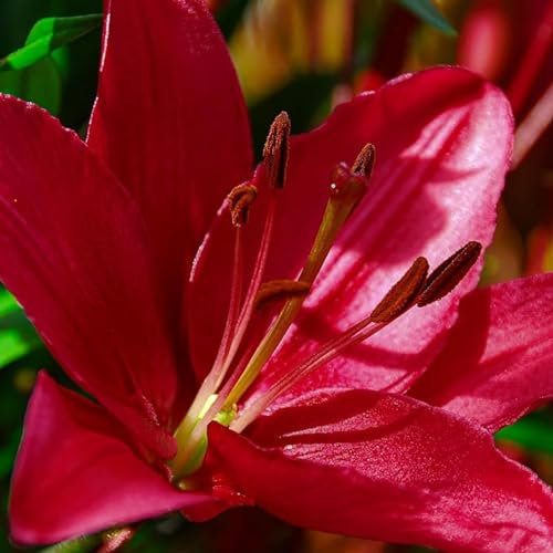Lilium martagon zwiebeln,winterharte Blumenzwiebeln,lilien deko,lilien im topf,lilie riesen,lilie,geeignet für die Feiertage,lilien knollen,lilien zwiebeln winterhart mehrjährig.-10 zwiebeln-D