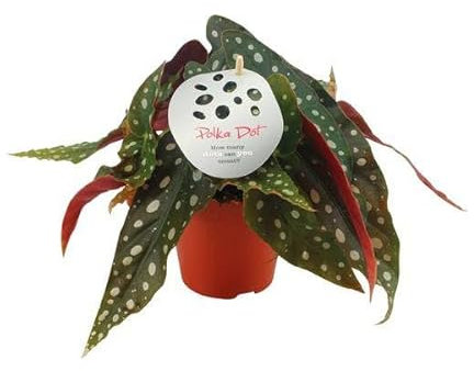 Begonia - Begonia Maculata - Planta de interior - Ø12 cm - 20 cm