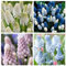 Bulbos de jacinto de uva, floración primaveral, resistente, planta perenne, plantación en jardín-a-15 bulbos