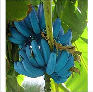 Potseed Germinación Las Semillas: Las Semillas de plátano 200pcs Blue Banana Delicioso Rare Fruit Musa Azul de Java