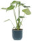 KENTIS - Monstera Deliciosa - Pianta Vera da Interno Resistente - Piante da Appartamento Purifica Aria - Ornamentale - H 45-55 cm Vaso Ø 14 cm