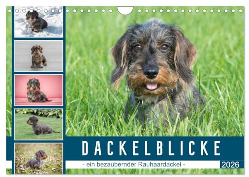 Dackelblicke - ein bezaubernder Rauhaardackel (Wandkalender 2026 DIN A4 quer), CALVENDO Monatskalender: Hundeblicke, die verzaubern (CALVENDO Tiere)