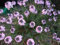 50+ Aethionema PERSISCHEN ROCK CRESS Blumensamen/immergrüne Staude : Seeds Only