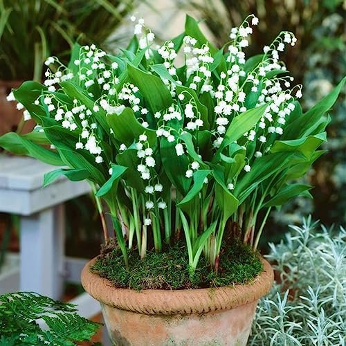 100 Unids Convallaria Majalis Lily Semillas de Flores Bonsai Jardín Balcón Techo Planta Flor Árbol Frutal Semillas Vegetales Semillas de lirio de los valles