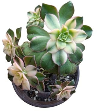 Aeonium Decorum tricolor forma di rosa fiori gialli crassula pianta grassa variegata