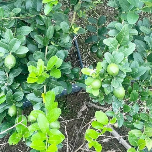 semi di limone - piante rampicanti resistenti acquistare alberi da frutto piante da appartamento decorative balcone frutto colonnari balcone resistenti semi di alberi biologici 55pcs