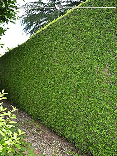 Thuja plicata Martin 160-180 cm. 18 Pflanzen. Thujahecke - Sichtschutz Hecke
