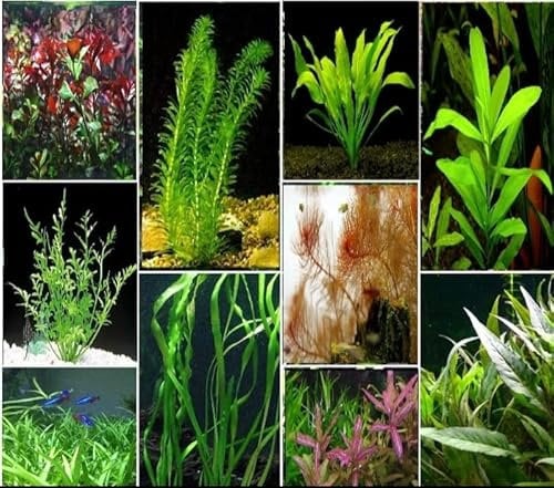 25x Live Aquarium Plant - Tropical Mix Species - Aquatic Coldwater Fish Tank Plants