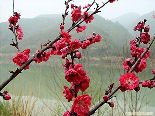 Violett: Heißer Verkauf Neue Hausgarten-anlagen 10 Stücke Japanische Aprikose Chinesische Pflaumenblüte Prunus Mume Wintersweet Samen Blume Baum Samen Freies