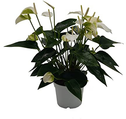 Flamingoblume, (Anthurium), pflegeleichte Zimmerpflanze, im 12cm Topf, (Weiss, Sorte: White Champion)
